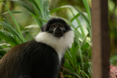 Allochrocebus lhoesti