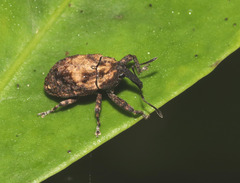 Blepiarda undulata