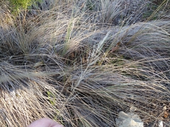 Muhlenbergia lindheimeri