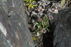 Erigeron eriocalyx