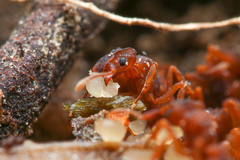 Cyphomyrmex flavidus