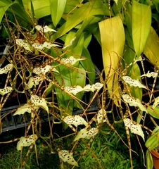 Brassia maculata