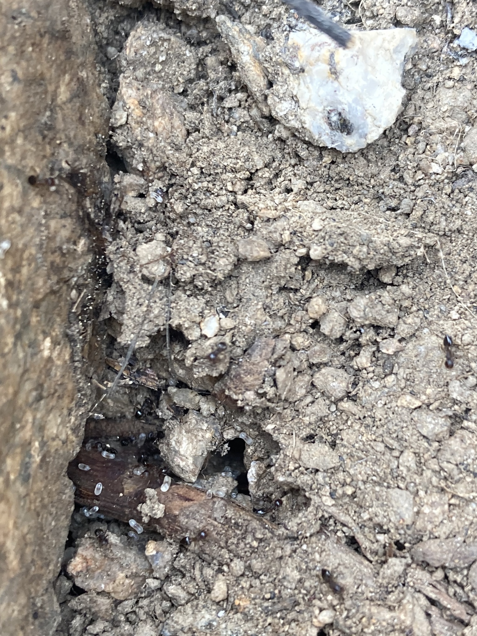 Crematogaster dentinodis