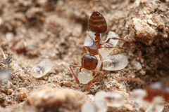 Crematogaster dentinodis