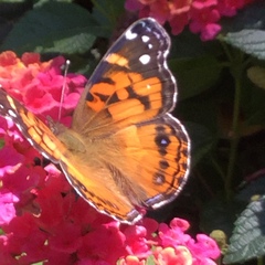 Vanessa virginiensis