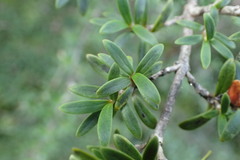 Coprosma pseudocuneata