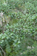 Coprosma pseudocuneata