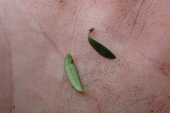 Coprosma pseudocuneata