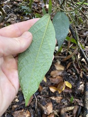 Aristolochia praevenosa
