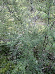 Coprosma pseudocuneata