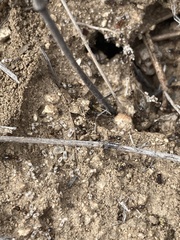 Crematogaster dentinodis