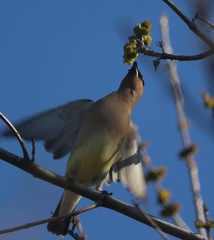 Bombycilla cedrorum