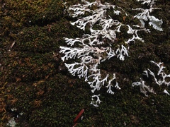 Heterodermia appalachensis