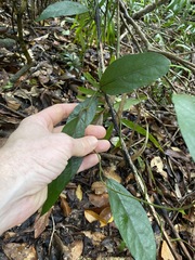 Aristolochia praevenosa