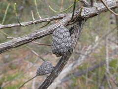 Allocasuarina striata
