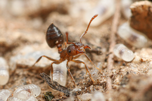 Crematogaster dentinodisCrematogaster dentinodis