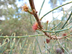 Allocasuarina striata
