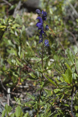 Aconitum glandulosum