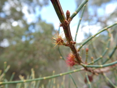 Allocasuarina striata