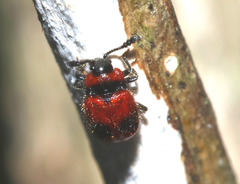 Stenotarsus parallelus