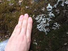 Heterodermia appalachensis