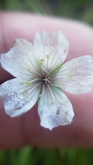 Limnanthes