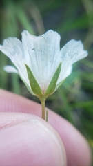 Limnanthes