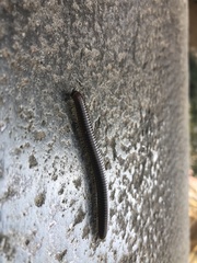 Pachyiulus