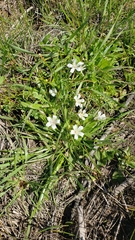 Limnanthes