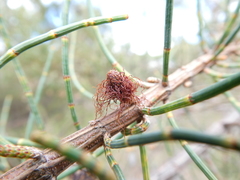 Allocasuarina striata