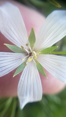 Limnanthes