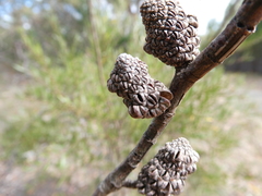 Allocasuarina striata