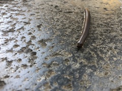 Pachyiulus
