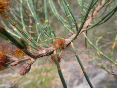 Allocasuarina striata