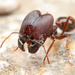 Pheidole rhea - Photo (c) Mason S., some rights reserved (CC BY-NC), uploaded by Mason S.
