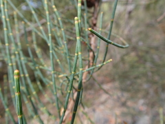 Allocasuarina striata