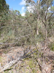 Allocasuarina striata