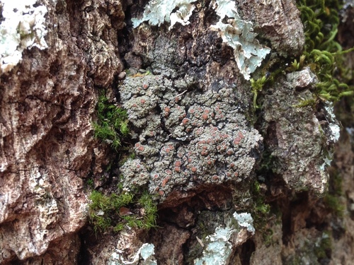 White-rimmed shingle lichen