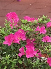 Rhododendron pulchrum phoeniceum