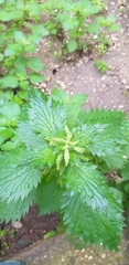 Urtica membranacea