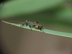 Oedemera sauteri