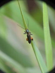 Oedemera sauteri