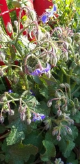 Borago officinalis