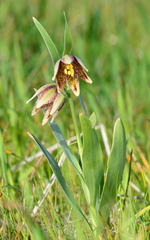 Fritillaria agrestis