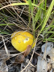 Stanisicarion freycineti