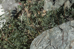 Oxytropis saposhnikovii