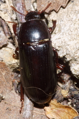 Uloma tenebrionoides
