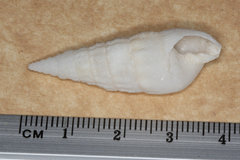 Cerithium novaehollandiae