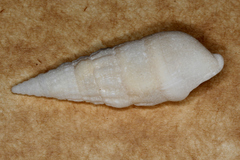 Cerithium novaehollandiae