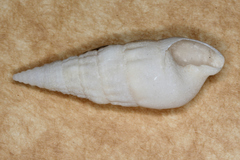 Cerithium novaehollandiae
